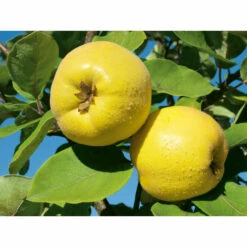 Weleda Neusspray Gencydo -TENA || Metagenics || Now Winkel 761884 3