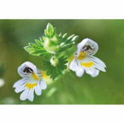 Weleda Oogdruppels Ogentroost Ampullen -TENA || Metagenics || Now Winkel 761903 4