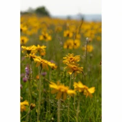 Weleda Badmelk Arnica Sport -TENA || Metagenics || Now Winkel 980206 4