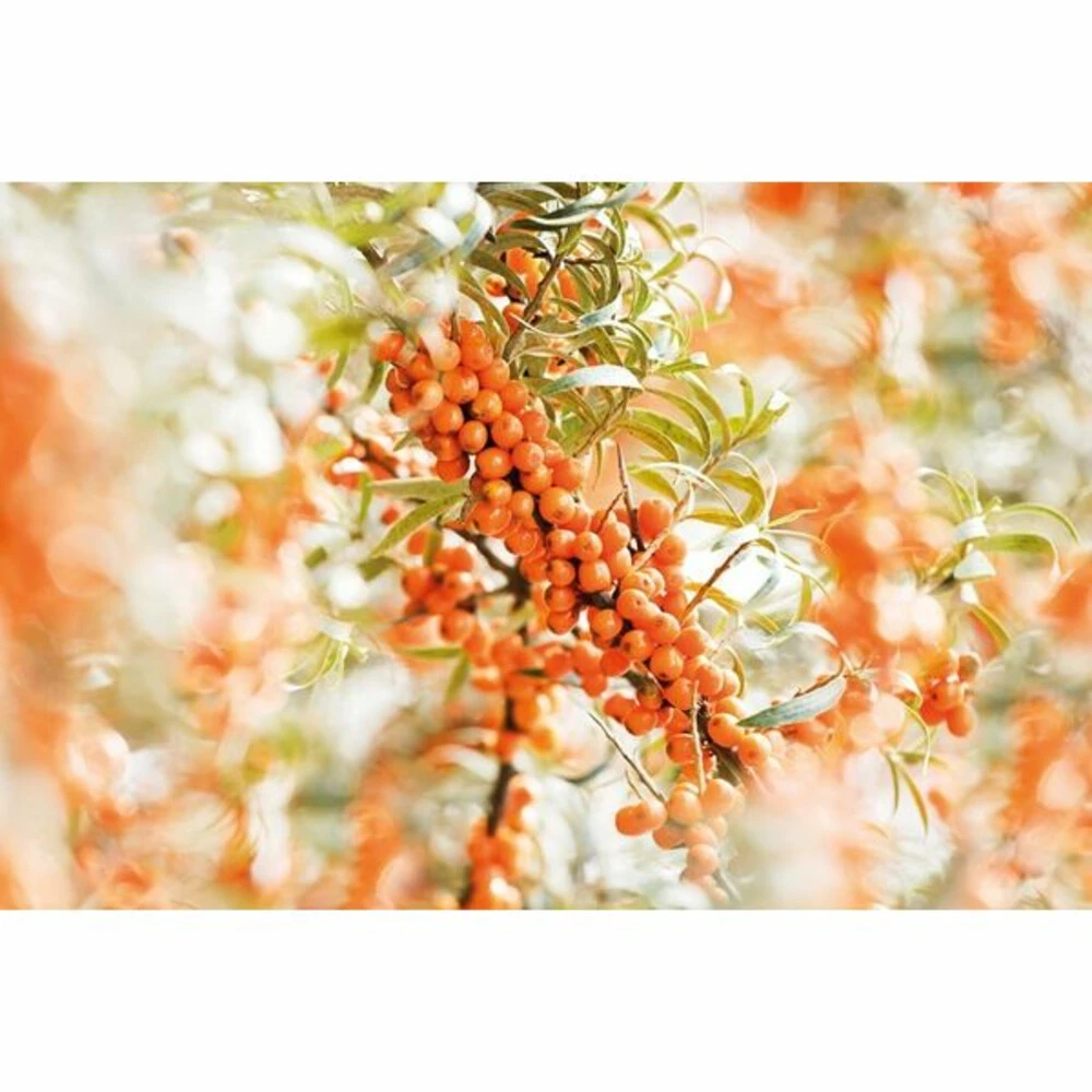 2x Weleda Elixer Bio Duindoorn 4 2x Weleda Elixer Bio Duindoorn - Afbeelding 2